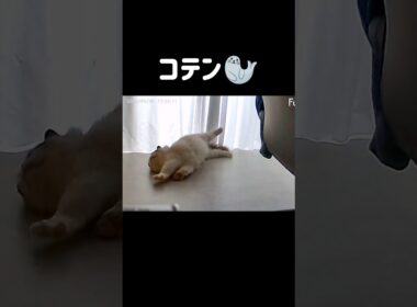 撫でろ🐱 #shorts #猫 #もふもふ #ラグドール #甘えん坊猫 #猫のいる暮らし