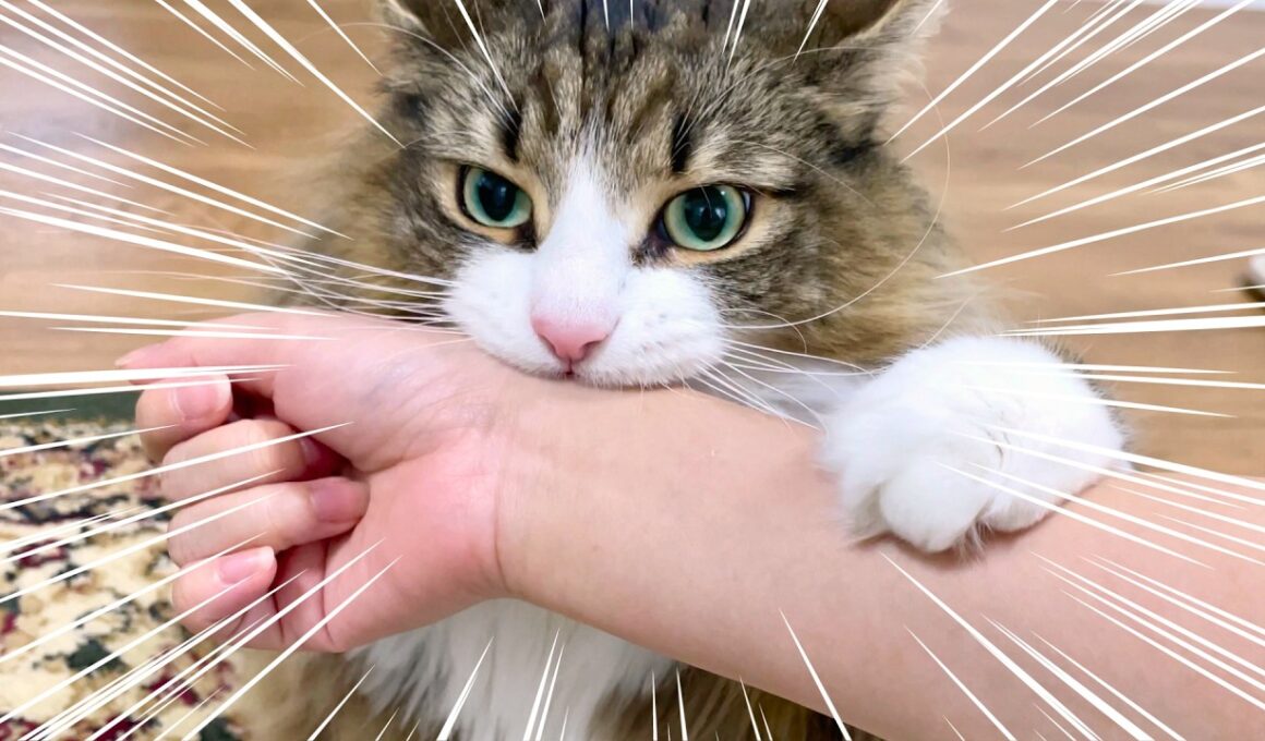 遊んでほしすぎてブチ切れるデカ猫がこちらです(でも、かわいいです)