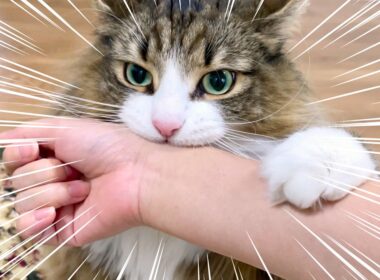 遊んでほしすぎてブチ切れるデカ猫がこちらです(でも、かわいいです)