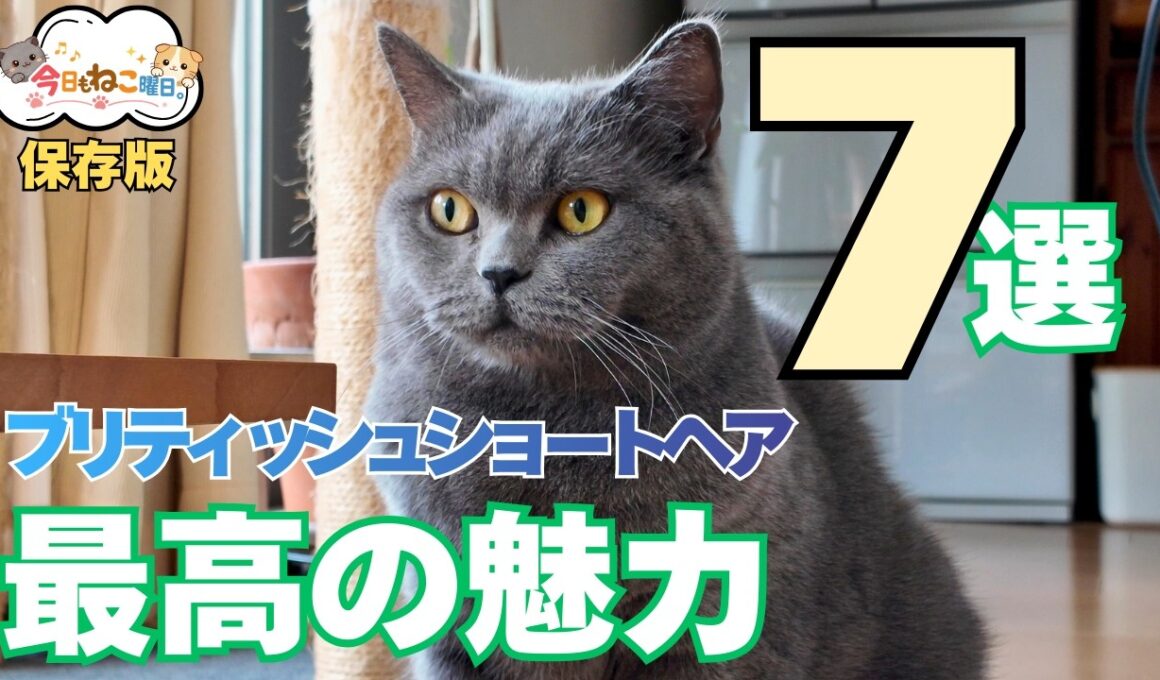 【保存版】ブリティッシュショートヘアと暮らして分かった最高の魅力7選