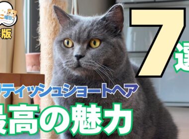 【保存版】ブリティッシュショートヘアと暮らして分かった最高の魅力7選