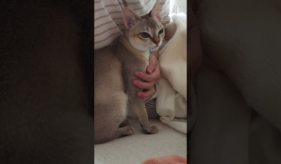 ｢撫でて｣ #猫 #ねこ #こねこ #猫のいる暮らし #シンガプーラ #cat #catshorts