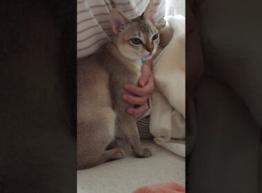 ｢撫でて｣ #猫 #ねこ #こねこ #猫のいる暮らし #シンガプーラ #cat #catshorts