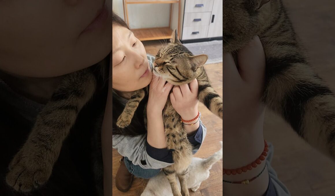 kiss baby cat #子ネコ #猫の日常 #子猫 #好きな子猫