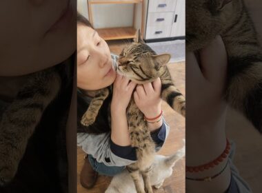 kiss baby cat #子ネコ #猫の日常 #子猫 #好きな子猫