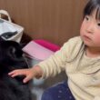 撫でられポジションに来る猫　ラガマフィン　サイベリアンA cat comes to the position where it wants to be petted.
