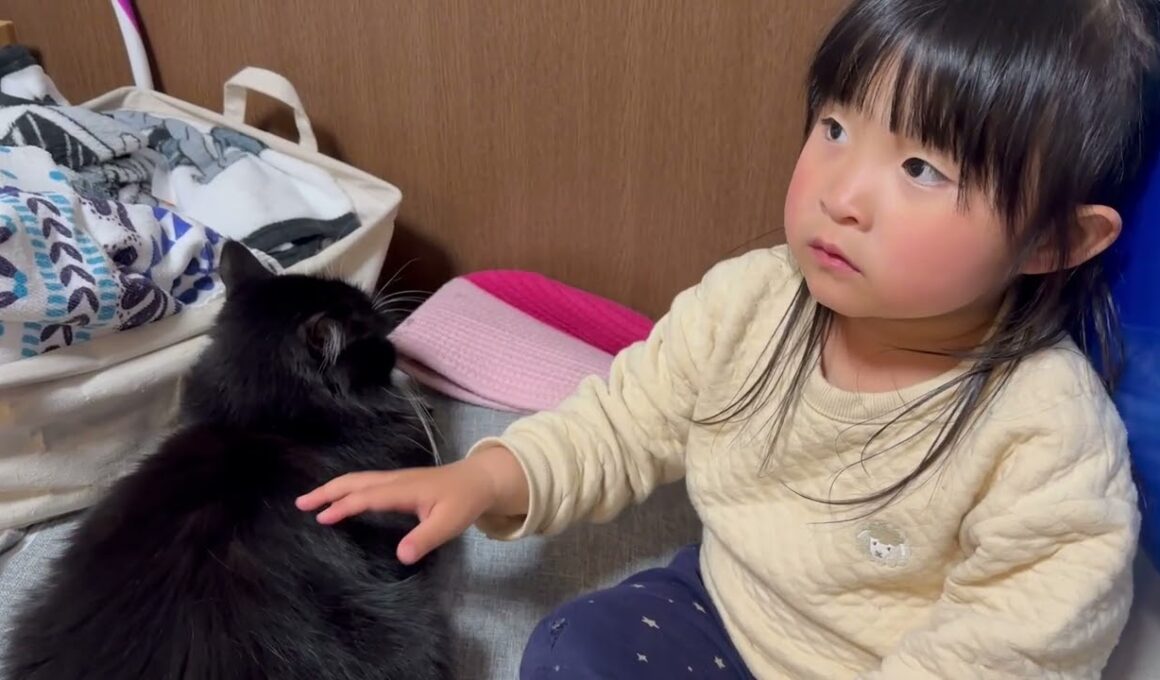 撫でられポジションに来る猫　ラガマフィン　サイベリアンA cat comes to the position where it wants to be petted.