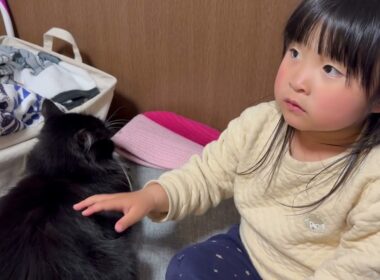 撫でられポジションに来る猫　ラガマフィン　サイベリアンA cat comes to the position where it wants to be petted.