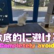 バーマン猫ラフ【徹底的に避ける】Completely avoid（バーマン猫）Birman/Cat
