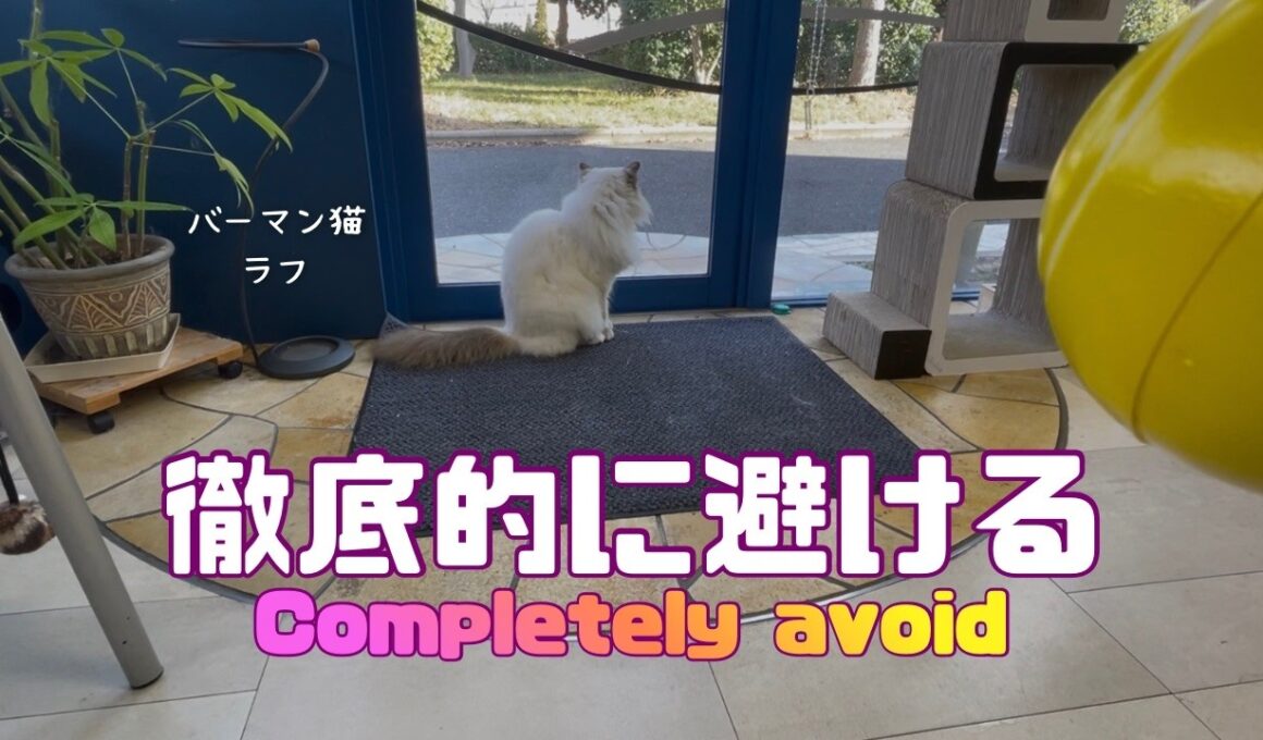 バーマン猫ラフ【徹底的に避ける】Completely avoid（バーマン猫）Birman/Cat