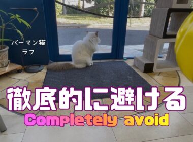 バーマン猫ラフ【徹底的に避ける】Completely avoid（バーマン猫）Birman/Cat