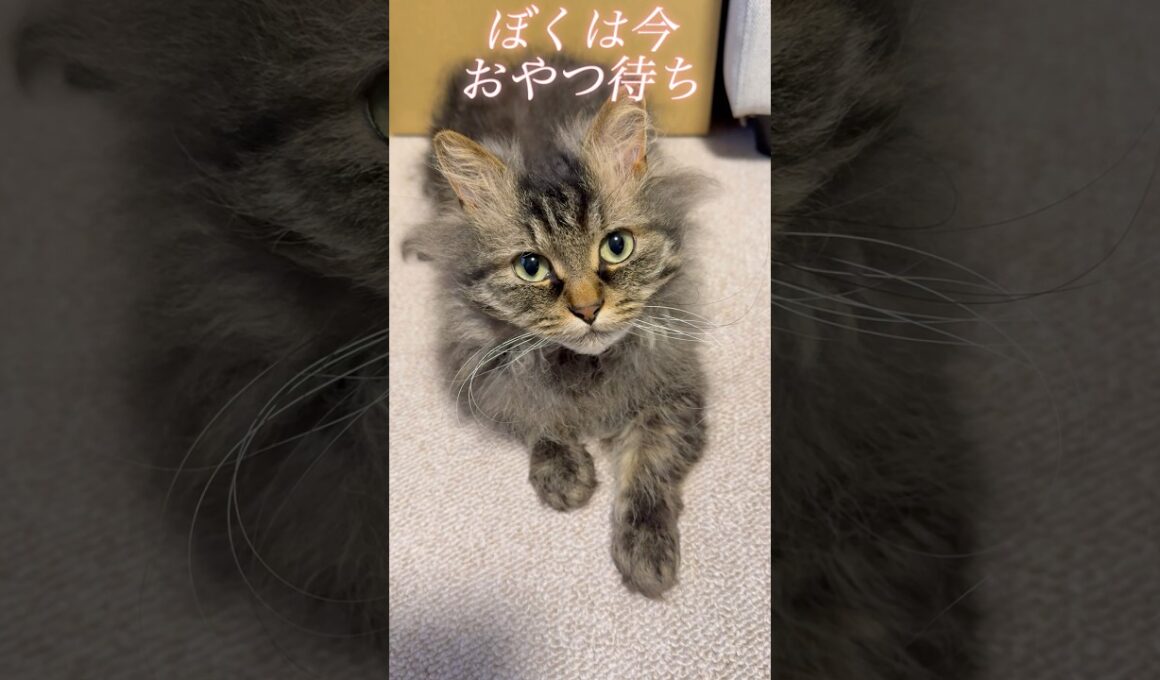 ずっと見てくる猫くうちゃんの目的 #スクーカム #cat #猫のいる暮らし #猫 #shorts