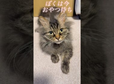 ずっと見てくる猫くうちゃんの目的 #スクーカム #cat #猫のいる暮らし #猫 #shorts