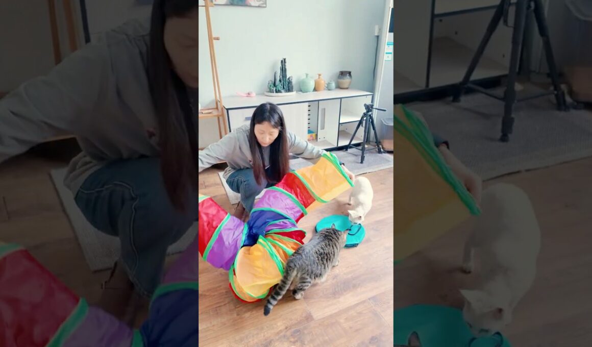 虹色のトンネルで、子猫が大喜びではしゃぎ回っている。 #子猫 #猫の日常 #子ネコ