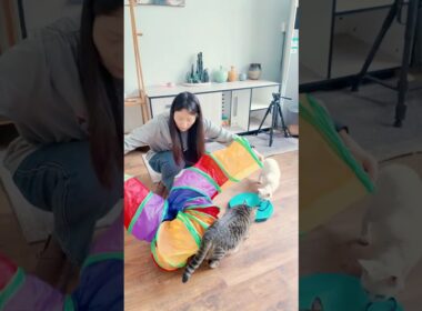 虹色のトンネルで、子猫が大喜びではしゃぎ回っている。 #子猫 #猫の日常 #子ネコ