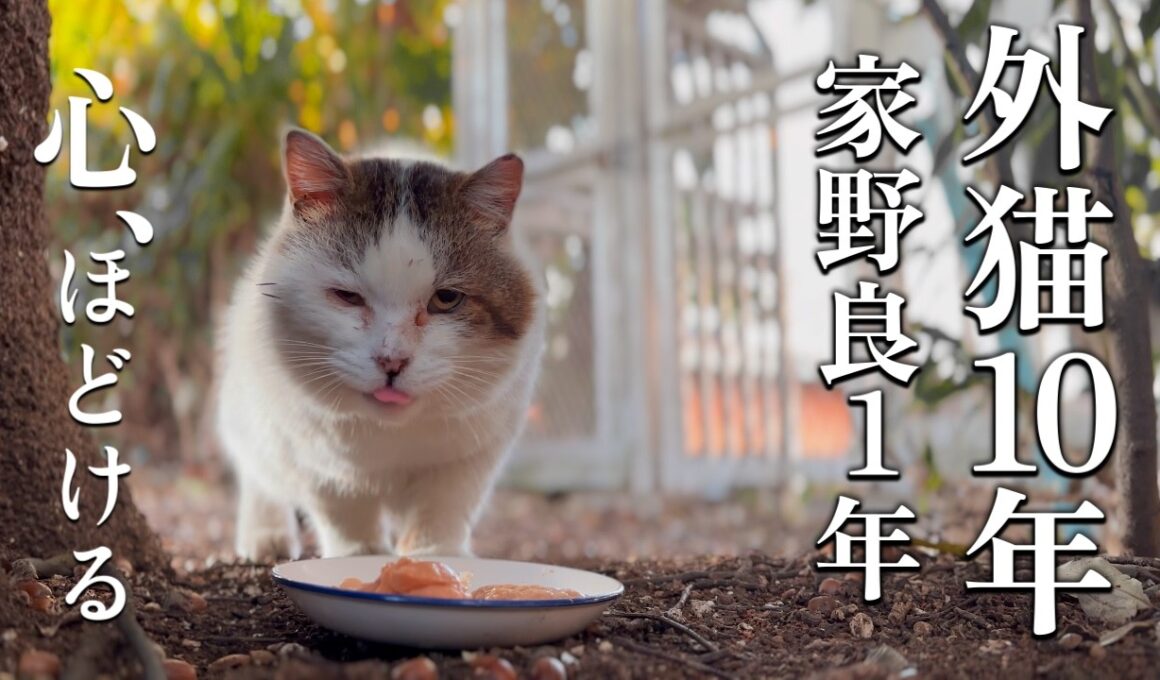 過酷な外で10年 保護して1年 心を開いた老猫【地域猫】【保護猫】
