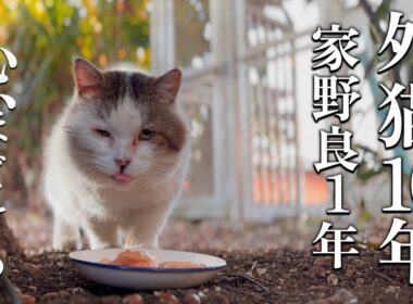 過酷な外で10年 保護して1年 心を開いた老猫【地域猫】【保護猫】
