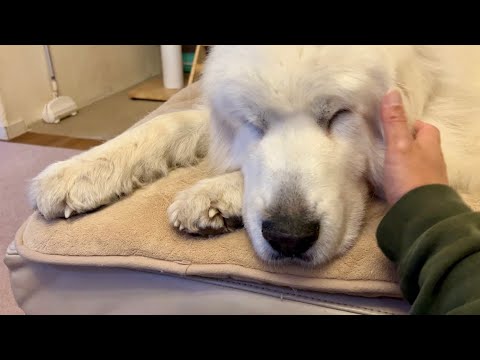 夜は男同士で語らう?犬猫問わず男の子は甘えん坊のようです。　グレートピレニーズ　Great Pryenees   スコティッシュフォールド