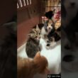 お庭で生まれてしまった5匹の子猫たち。優しい夫婦に、母猫と一緒に助けられ、シェルターに辿り着きました。現在ホストファミリー宅でお世話され、元気に育っているそうです。#shorts
