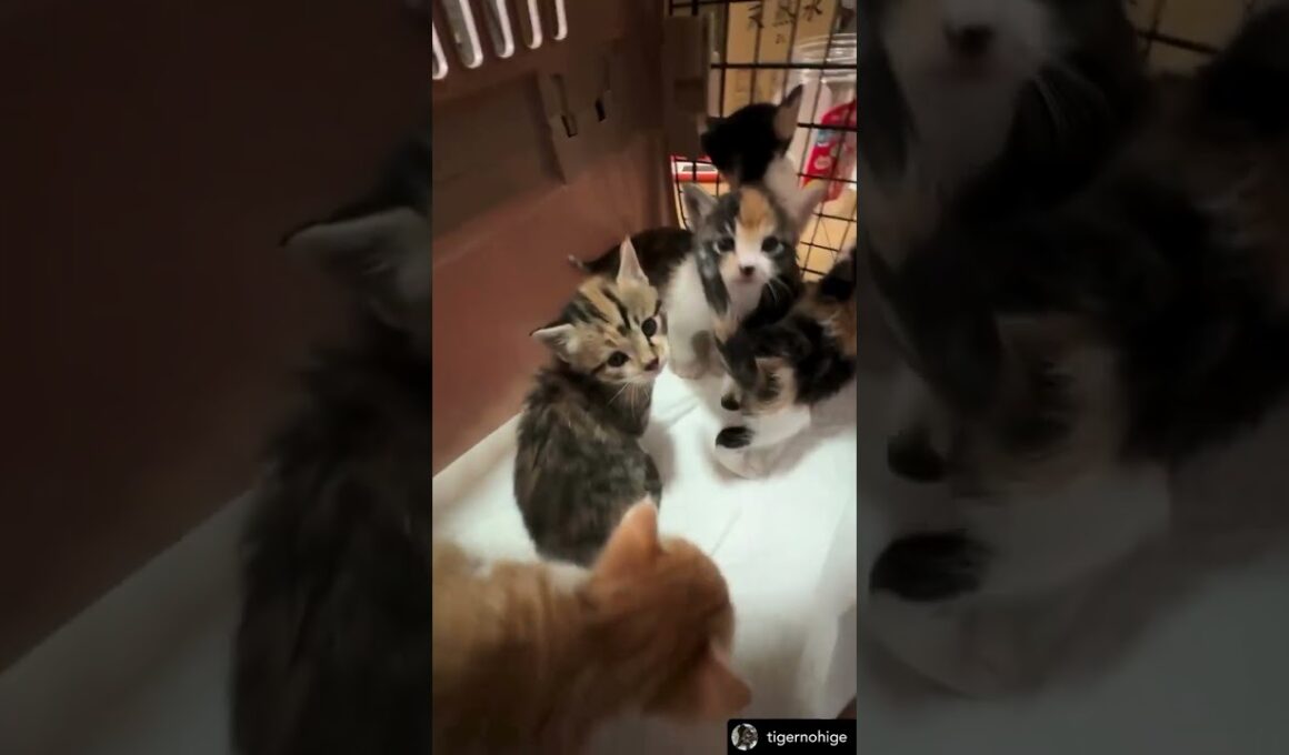 お庭で生まれてしまった5匹の子猫たち。優しい夫婦に、母猫と一緒に助けられ、シェルターに辿り着きました。現在ホストファミリー宅でお世話され、元気に育っているそうです。#shorts