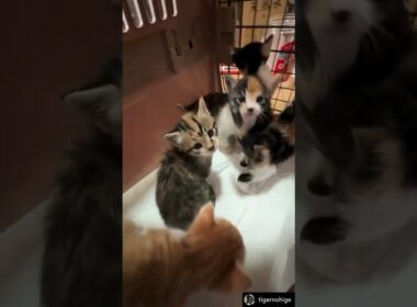 お庭で生まれてしまった5匹の子猫たち。優しい夫婦に、母猫と一緒に助けられ、シェルターに辿り着きました。現在ホストファミリー宅でお世話され、元気に育っているそうです。#shorts