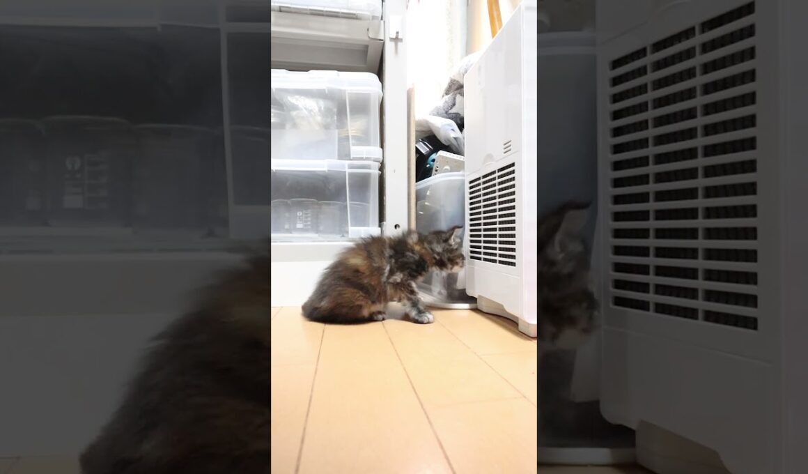 歩き始めたメインクーン赤ちゃん愛奈ちゃん