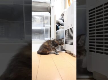 歩き始めたメインクーン赤ちゃん愛奈ちゃん