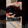 仲良し黒毛玉 #cat #ボンベイ #猫のいる暮らし #セルカークレックス #ブリティッシュショートヘア
