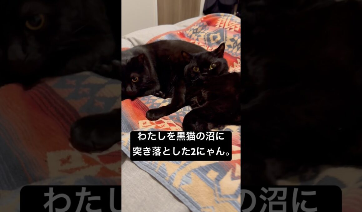 仲良し黒毛玉 #cat #ボンベイ #猫のいる暮らし #セルカークレックス #ブリティッシュショートヘア