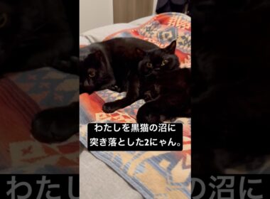 仲良し黒毛玉 #cat #ボンベイ #猫のいる暮らし #セルカークレックス #ブリティッシュショートヘア