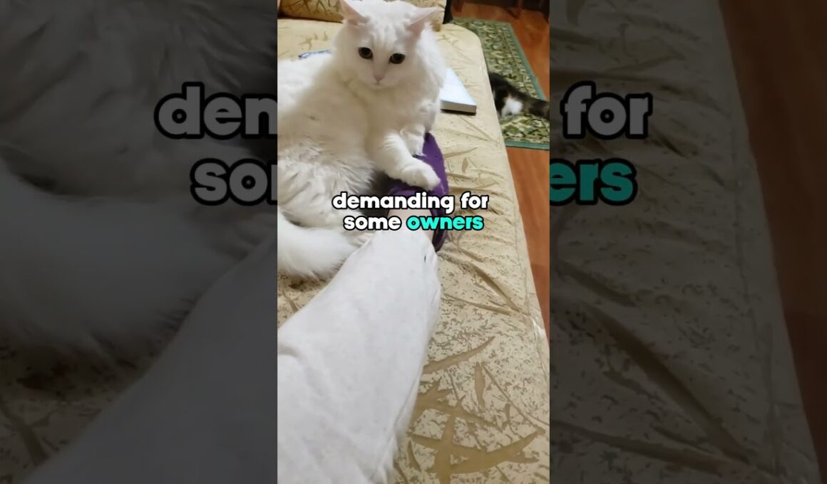 3 Reasons You SHOULD NOT Get A Turkish Angora Cat #shorts