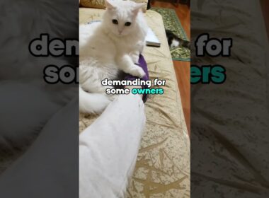 3 Reasons You SHOULD NOT Get A Turkish Angora Cat #shorts