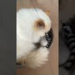 まったり仕草…【猫：今日のひとコマ】ホワイトヒマラヤン15歳チーノ　#cat #cute #猫のいる暮らし