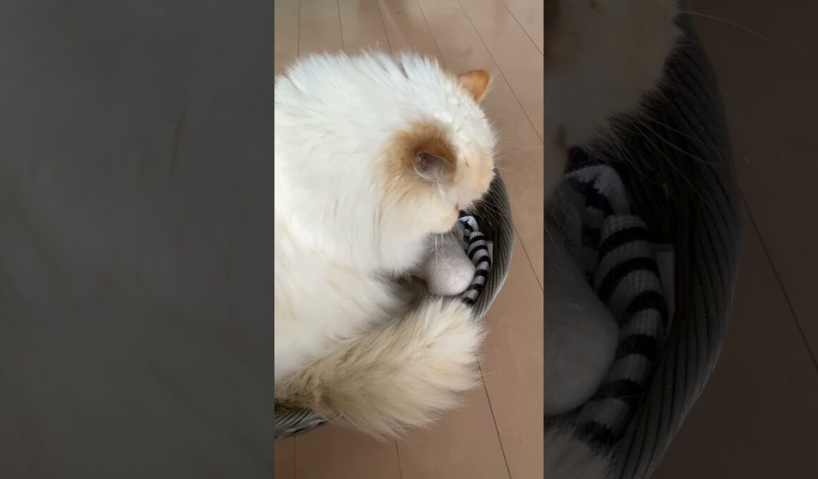 まったり仕草…【猫：今日のひとコマ】ホワイトヒマラヤン15歳チーノ　#cat #cute #猫のいる暮らし