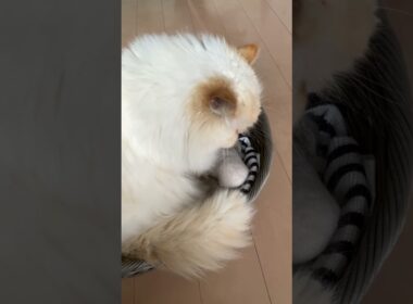 まったり仕草…【猫：今日のひとコマ】ホワイトヒマラヤン15歳チーノ　#cat #cute #猫のいる暮らし