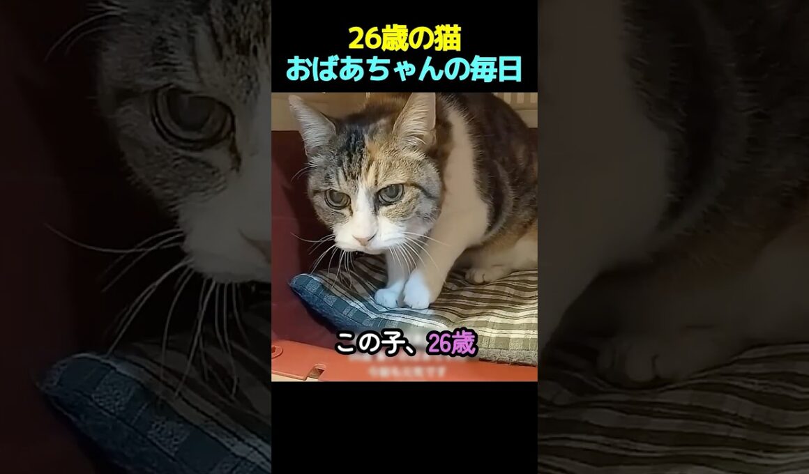 名前を呼ぶと、必ず返事してくれる26歳の猫。