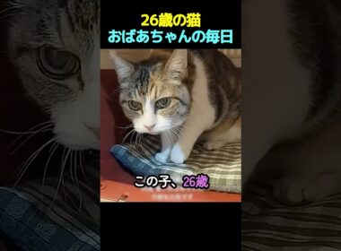 名前を呼ぶと、必ず返事してくれる26歳の猫。