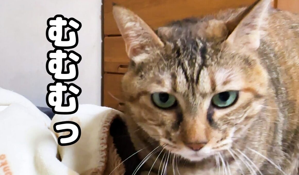 【猫たちと過ごす夜】就寝時間が迫ると慌てて動き出す猫が可愛すぎます