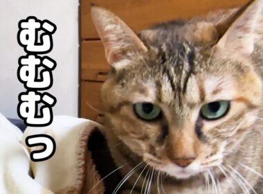 【猫たちと過ごす夜】就寝時間が迫ると慌てて動き出す猫が可愛すぎます