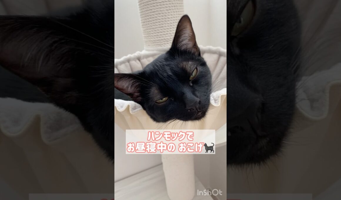 お昼寝日和☀黒猫ボンベイ　#cat #ねこ #ねこのいる暮らし #ねこのいる生活 #ねこ動画 #猫 #猫好きさんと繋がりたい #かわいい #癒やし #キャットタワー #ハンモック