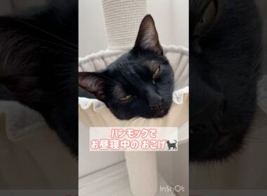 お昼寝日和☀黒猫ボンベイ　#cat #ねこ #ねこのいる暮らし #ねこのいる生活 #ねこ動画 #猫 #猫好きさんと繋がりたい #かわいい #癒やし #キャットタワー #ハンモック