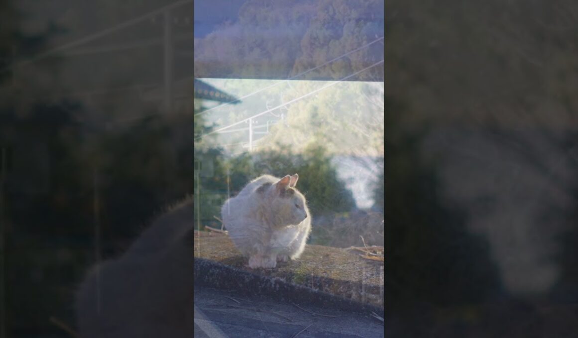 この姫さまとの暮らしは、いつの間にか13年間になった。#熱海 #伊豆 #野良猫 #保護猫 #猫のいる暮らし #ジャパニーズ・ボブテイル #相模灘 #癒し #cat