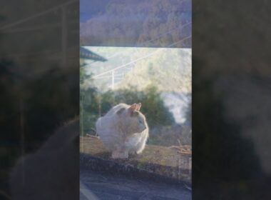 この姫さまとの暮らしは、いつの間にか13年間になった。#熱海 #伊豆 #野良猫 #保護猫 #猫のいる暮らし #ジャパニーズ・ボブテイル #相模灘 #癒し #cat