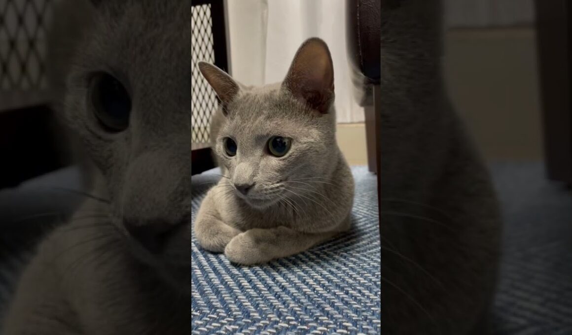 一歳を迎える前日に『このお家に来たのは正解だったのか？』と一年を振り返る猫がいます【ロシアンブルー】#Shorts