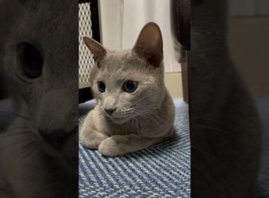一歳を迎える前日に『このお家に来たのは正解だったのか？』と一年を振り返る猫がいます【ロシアンブルー】#Shorts