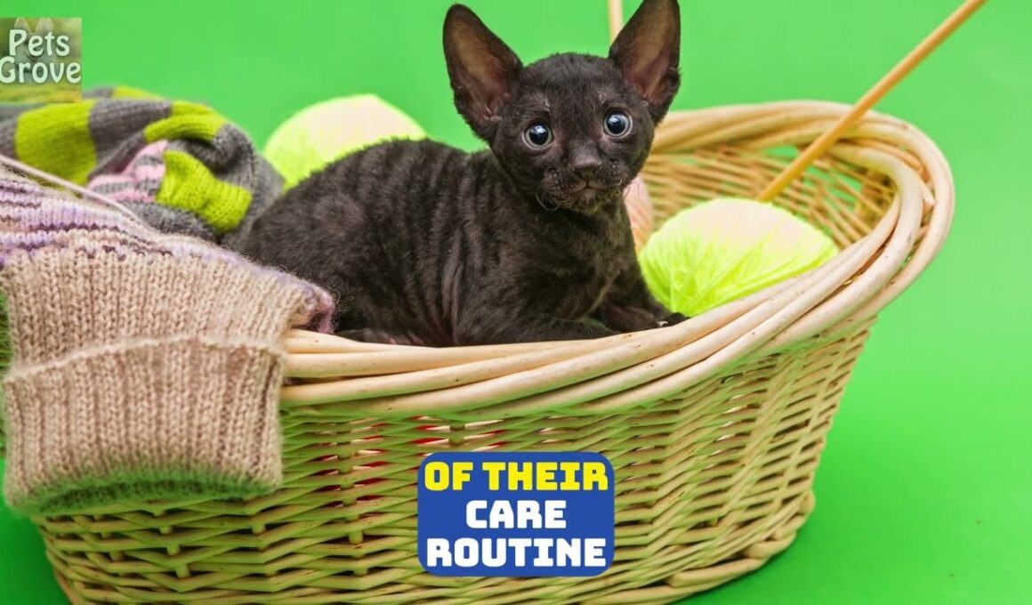 Cornish Rex Cats As Pets   Cat Lovers   Cornish Rex Kittens   Cornish Rex Animal Breed   @PetsGrove