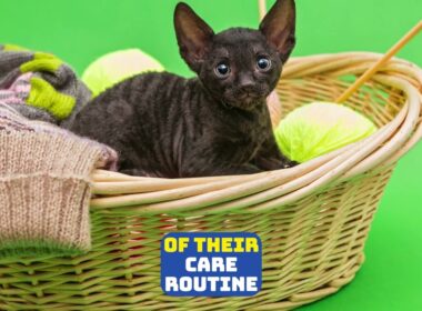 Cornish Rex Cats As Pets   Cat Lovers   Cornish Rex Kittens   Cornish Rex Animal Breed   @PetsGrove