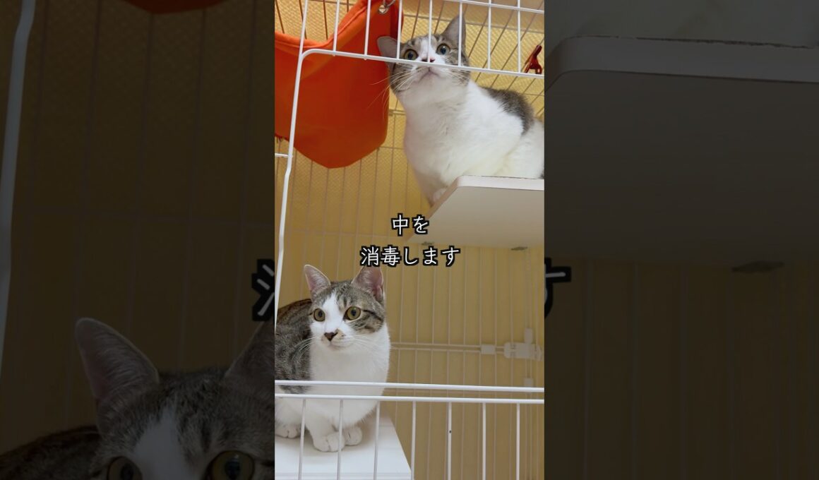 心臓疾患の子猫の避妊手術と検査の準備をしていたら、早速保護猫姉妹に乗っ取られました🐱 #shorts  #子猫の成長日記 #保護子猫