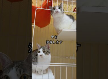 心臓疾患の子猫の避妊手術と検査の準備をしていたら、早速保護猫姉妹に乗っ取られました🐱 #shorts  #子猫の成長日記 #保護子猫