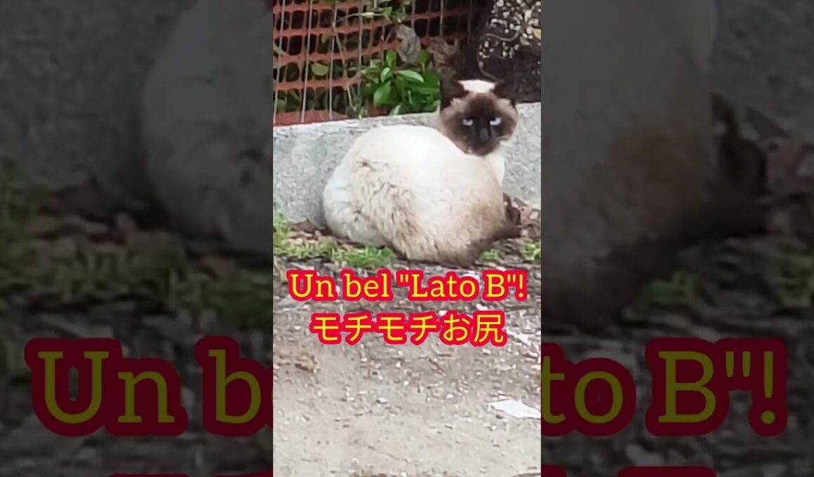 シャム猫のまん丸モチモチお尻。Lato B.